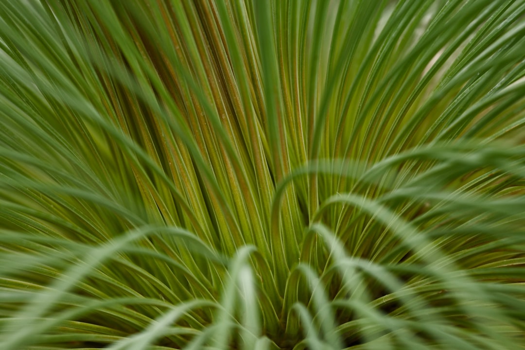 green grass in close up photography