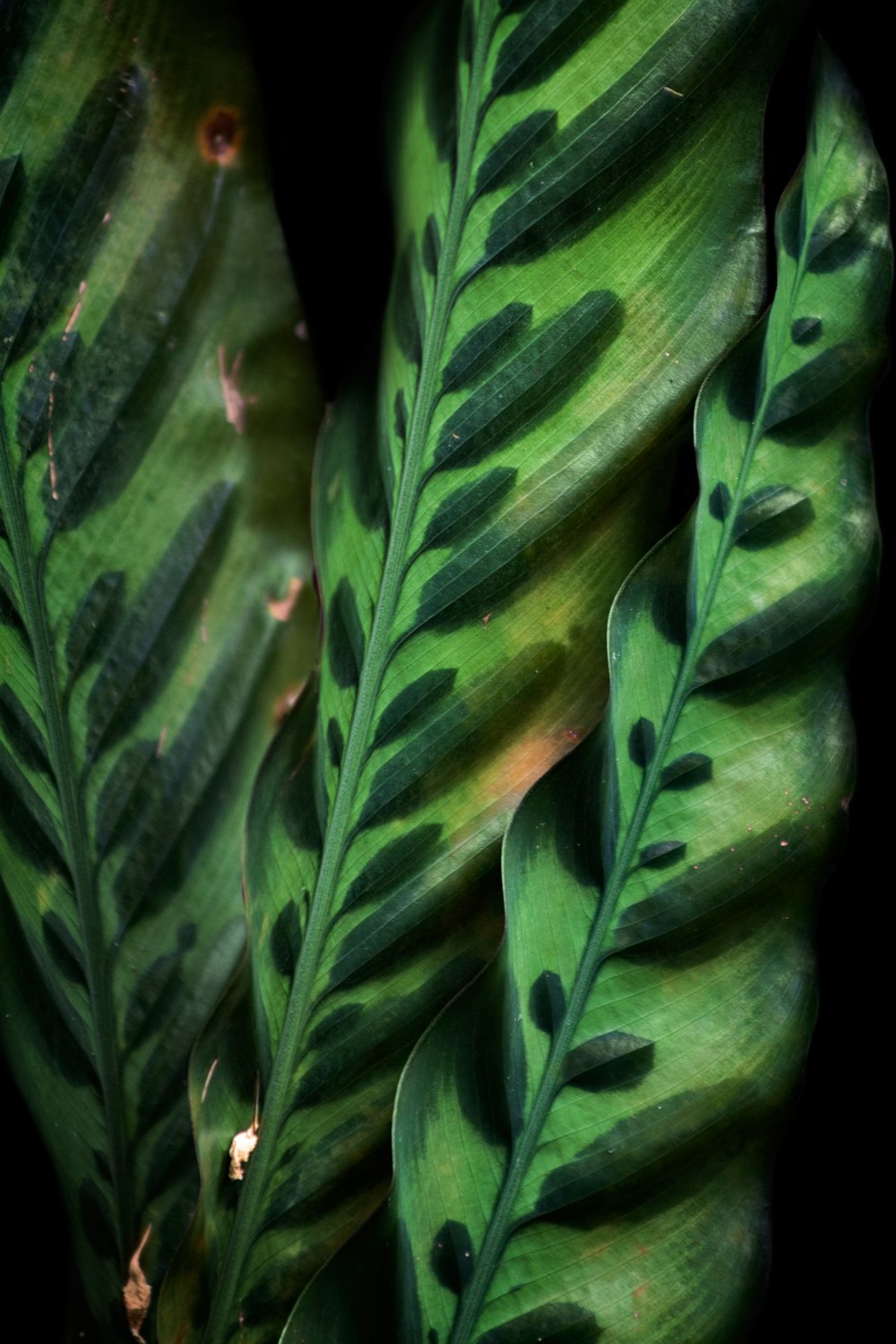 water droplets on green leaves