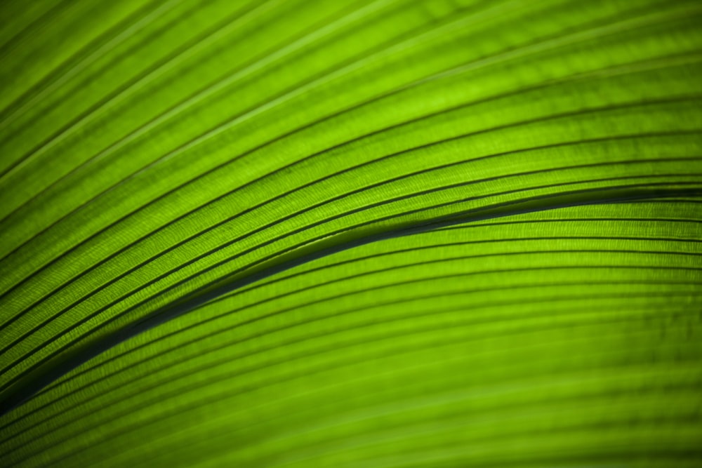 Fotografia macro di foglia verde