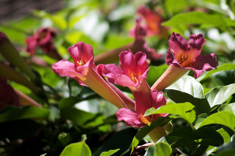 チルトシフトレンズのピンクと黄色の花