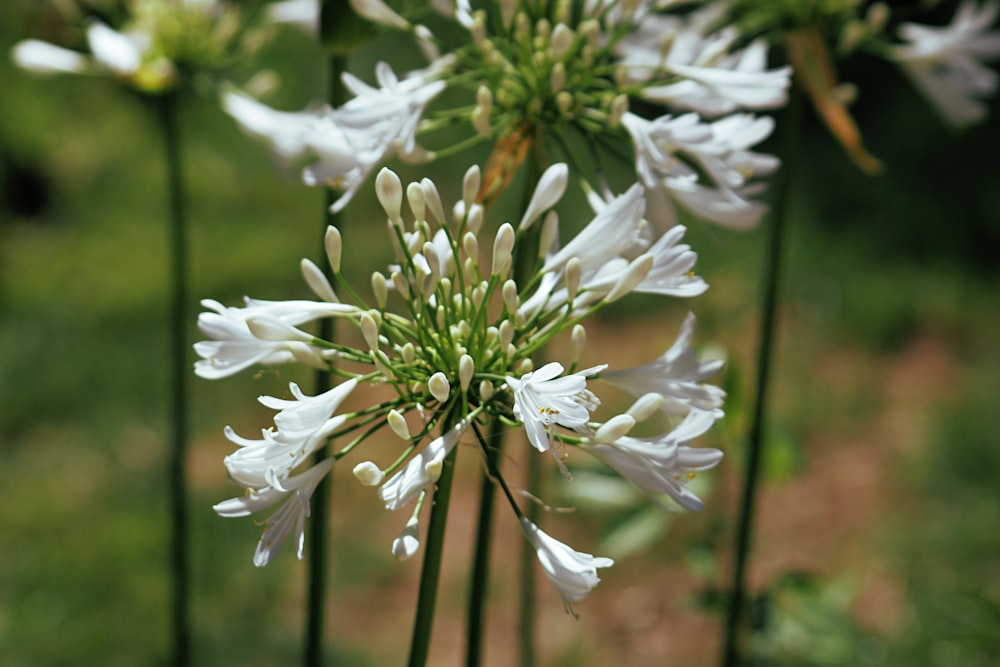 white flowers in tilt shift lens