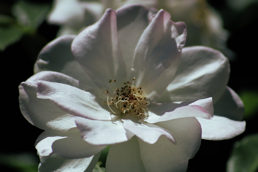 Weiße und lila Blume in Makroaufnahme