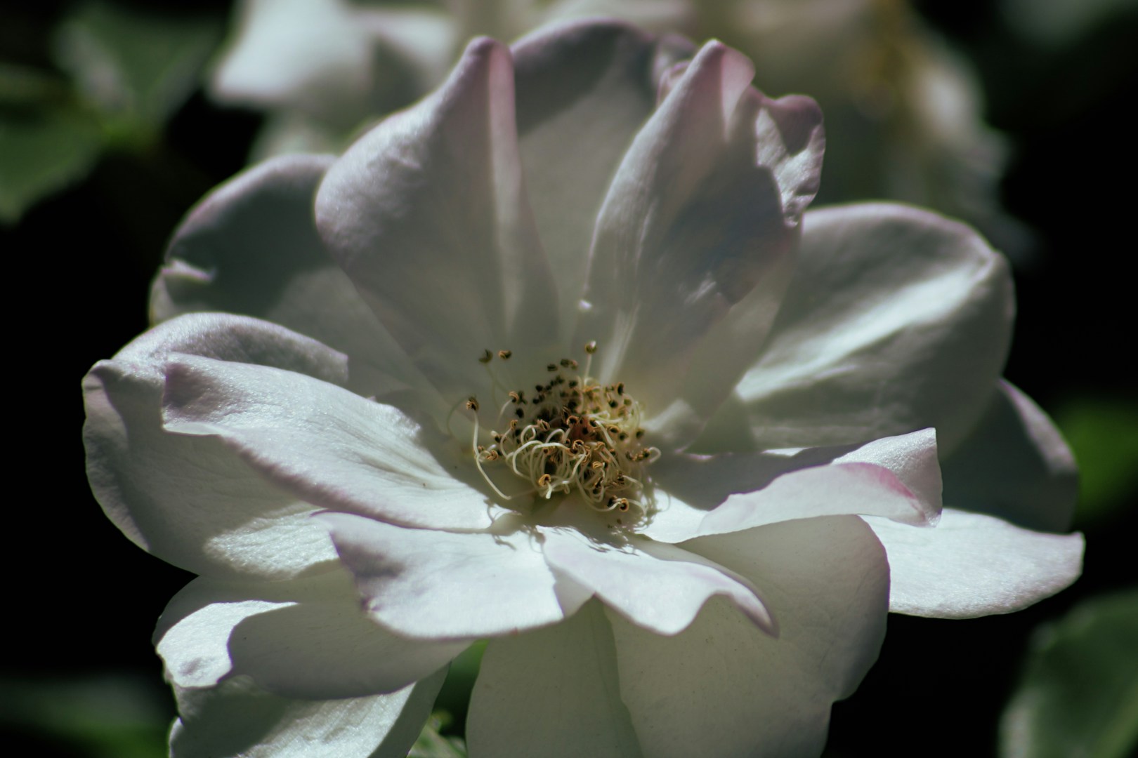 Close-up of a delicate white flower with pink edges and detailed center against a dark background.