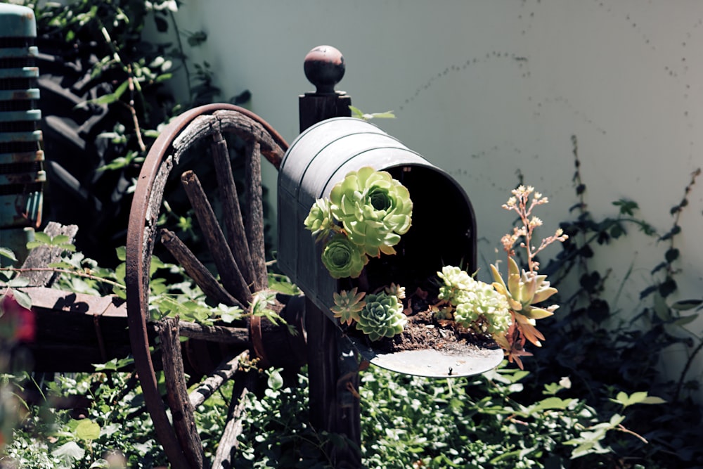 green plant on brown wooden wheel