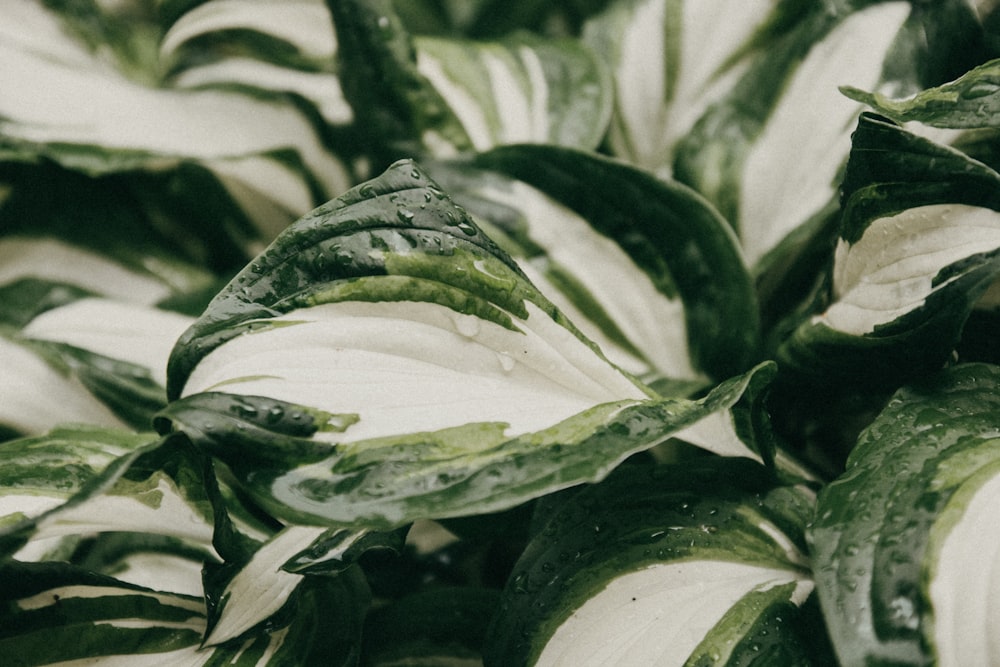 green and white leaf plant