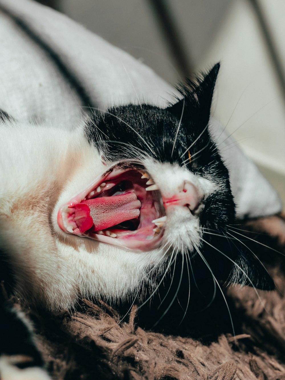 weiße und schwarze Katze mit rotem Band auf dem Kopf