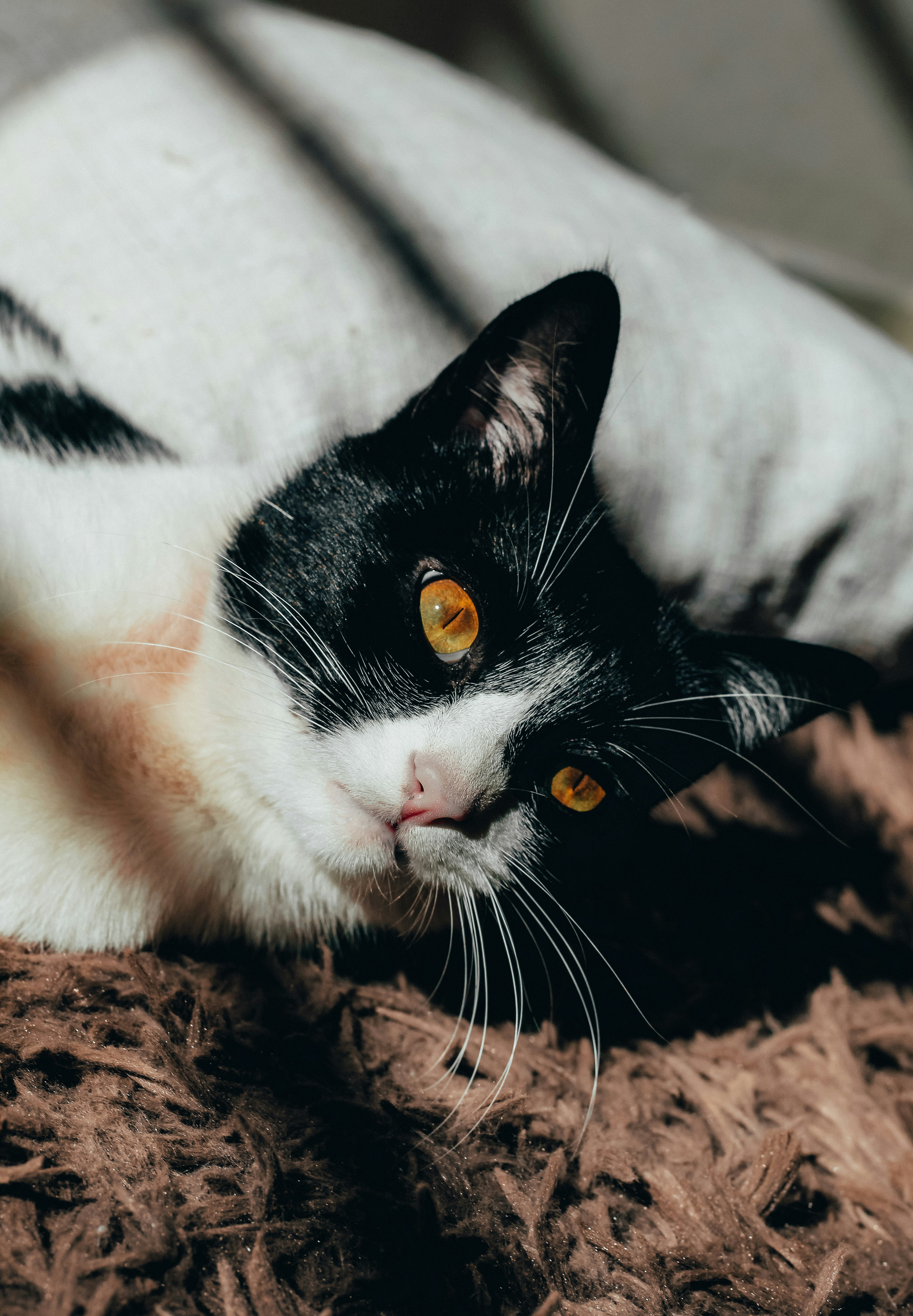 white and black cat lying on brown dried leaves