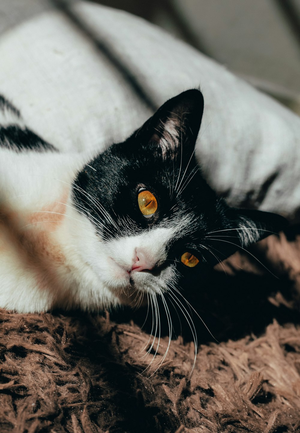 white and black cat lying on brown dried leaves