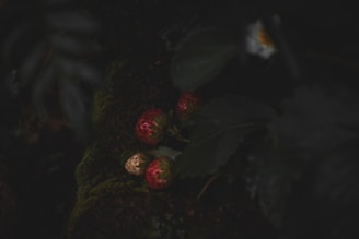 Several strawberries are nestled among dark green leaves and moss, with some strawberries appearing ripe and others still light in color. The scene is dimly lit, giving a mysterious and tranquil atmosphere.