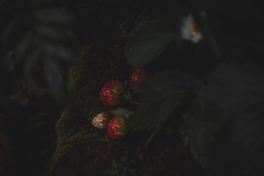 Several strawberries are nestled among dark green leaves and moss, with some strawberries appearing ripe and others still light in color. The scene is dimly lit, giving a mysterious and tranquil atmosphere.