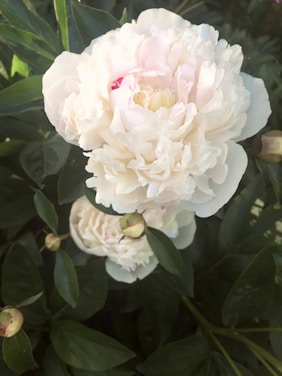 A close-up view of large, blooming peony flowers with soft white petals and a hint of pink at the center. The lush green leaves surround the blossoms, enhancing their delicate texture.