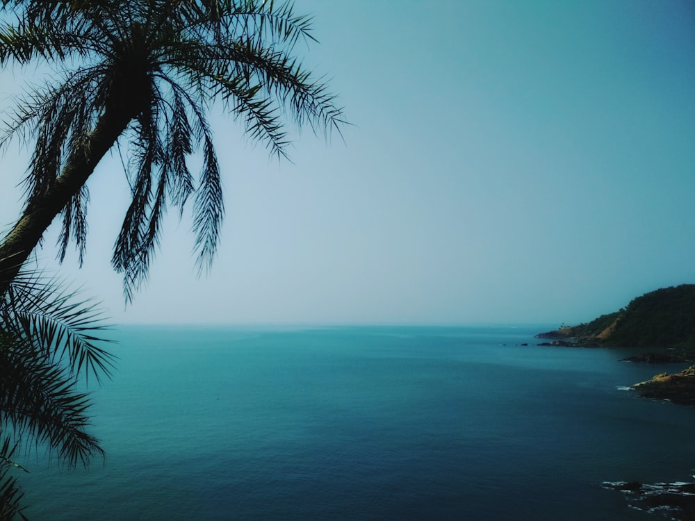 green palm tree near blue sea under blue sky during daytime