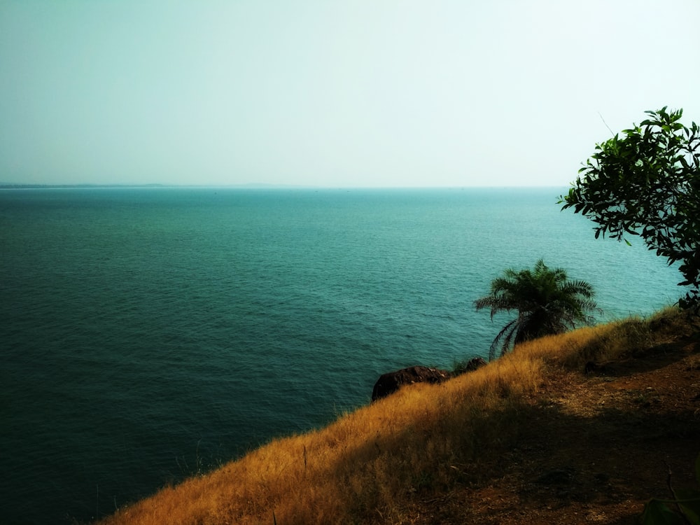 green grass field near body of water during daytime