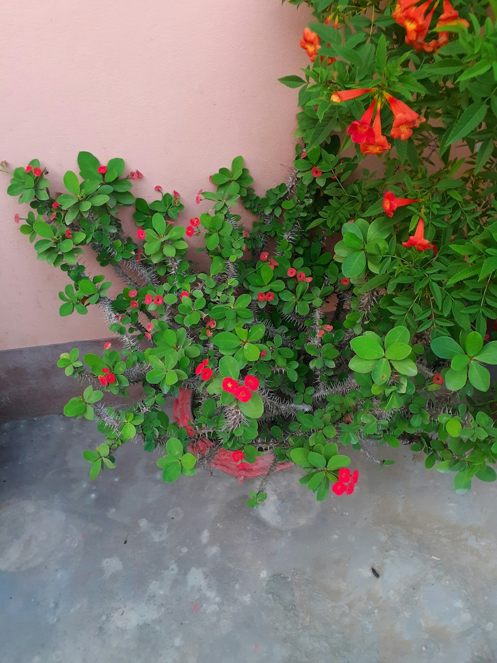 red and green plant beside white wall