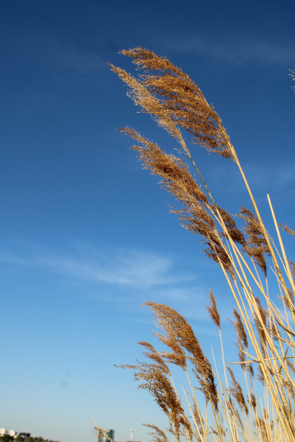 brown wheat under blue sky during daytime