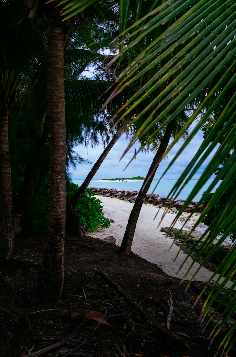 green palm tree near sea during daytime