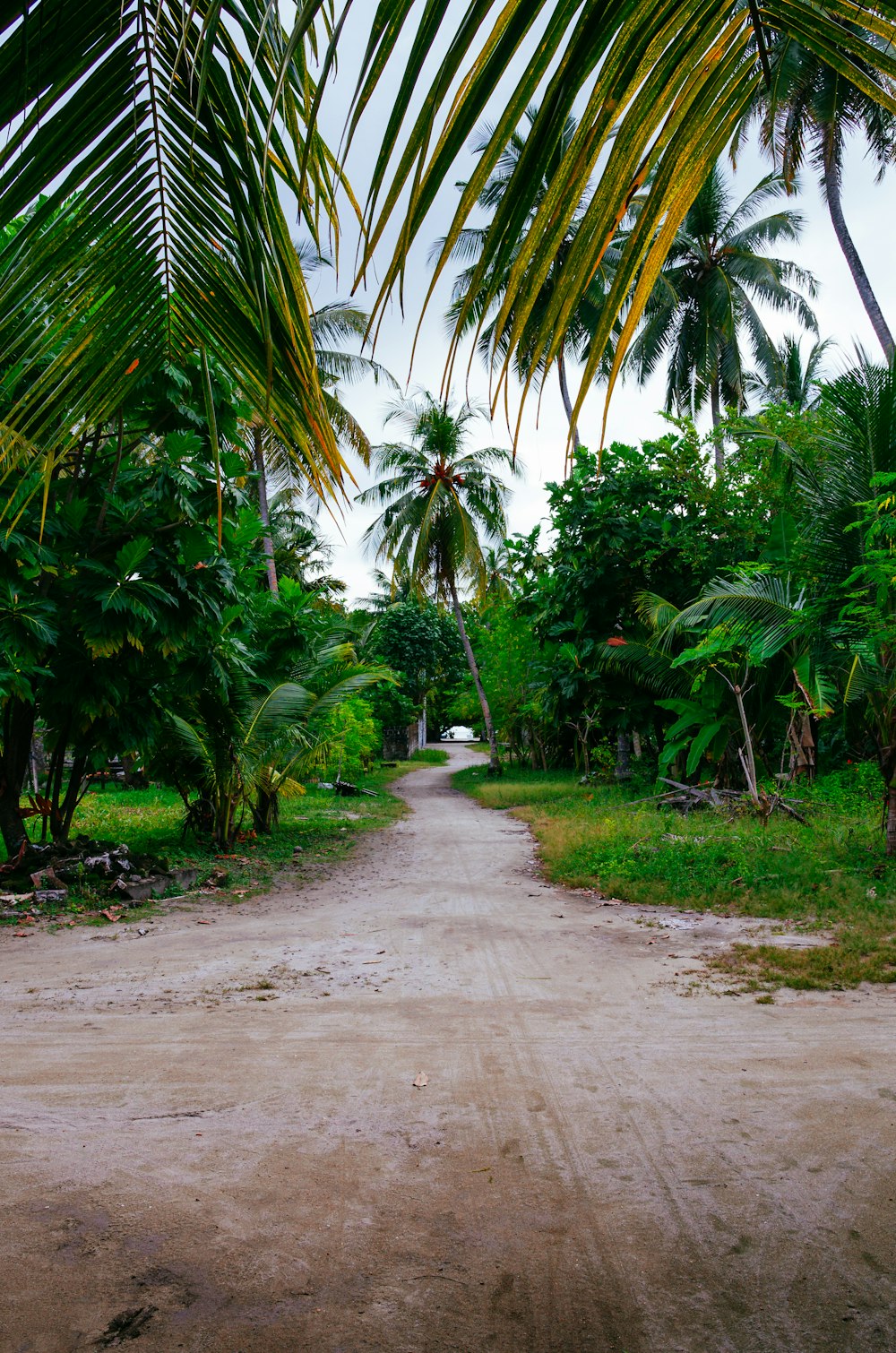 green palm trees near road during daytime
