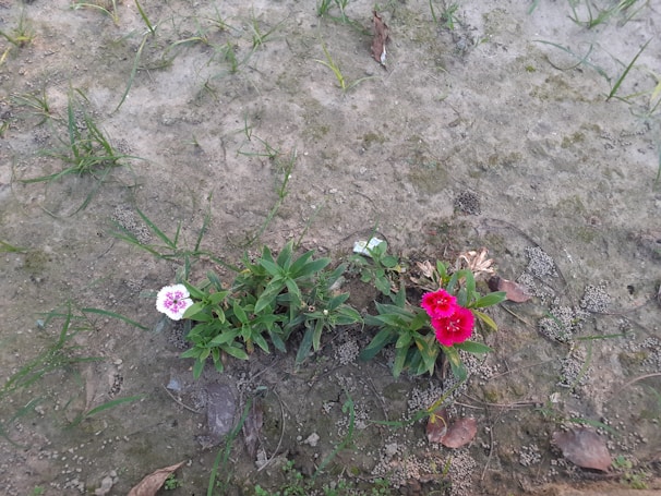 Two small flowering plants are growing on sandy soil. One plant has white flowers with pink centers, while the other has vibrant pink-red flowers. Sparse green grass and dried leaves are scattered across the ground.