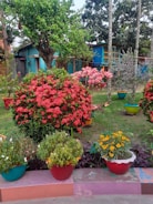 A lush garden with blooming proteas and ornamental plants in Temuco