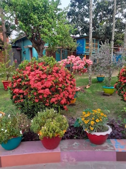 A lush garden with vibrant flowering plants and trees, including red and pink blossoms in pots. Green grass and a small building painted in blue with wooden elements are visible in the background.