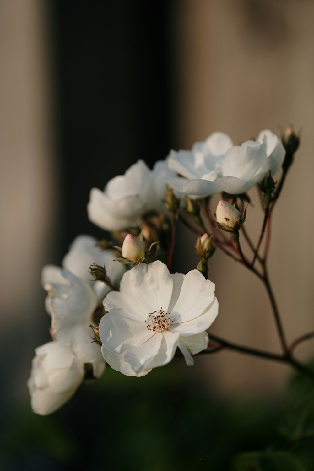 white cherry blossom in close up photography