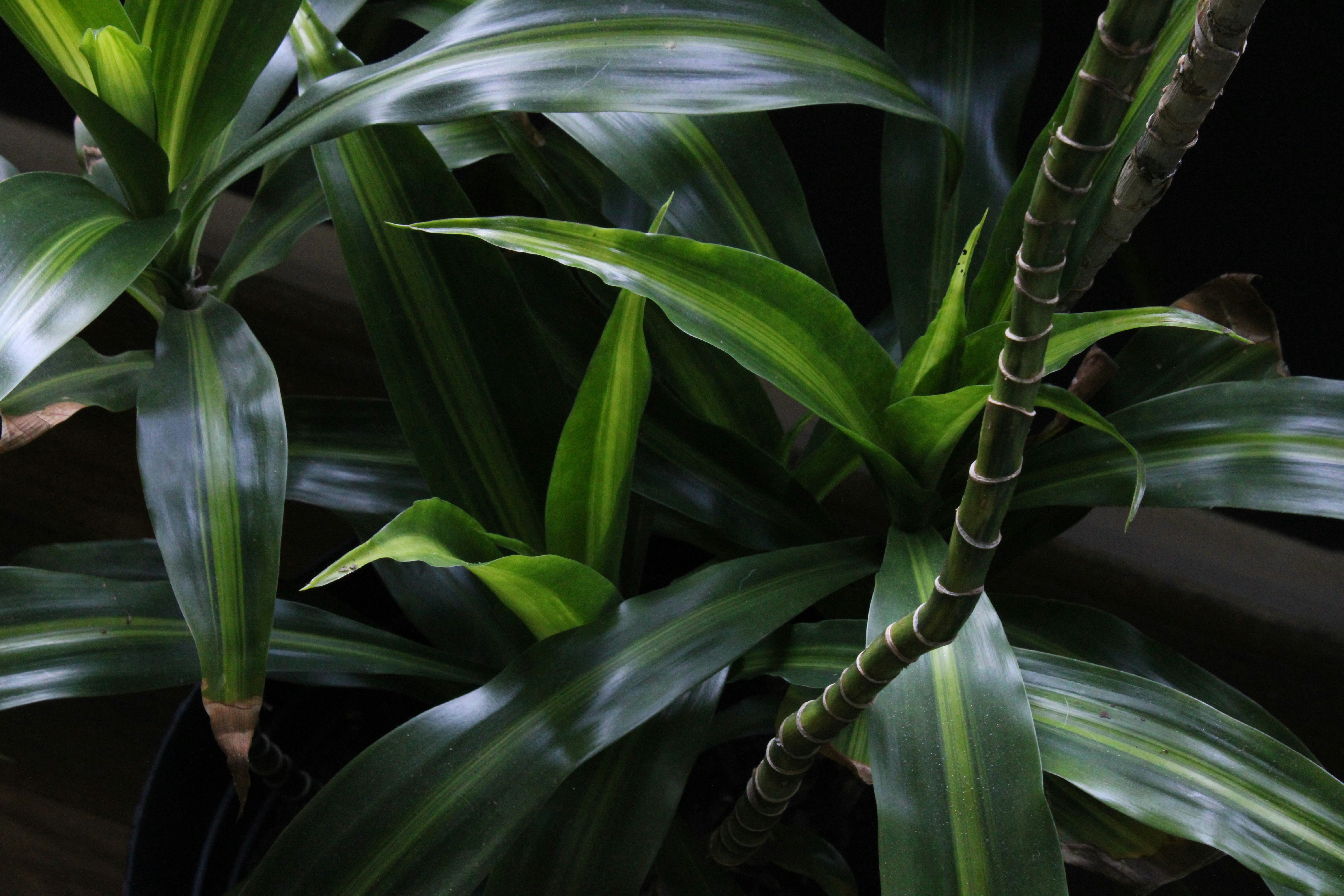 Photo by commonboxturtle