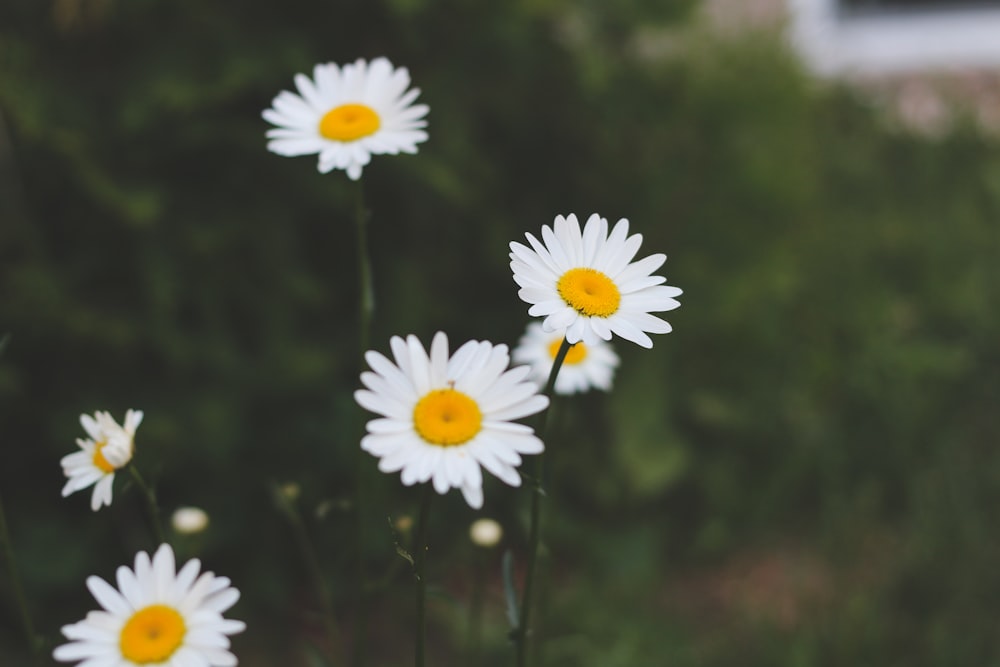 white daisy in bloom during daytime