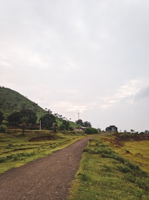 A serene country road winding through gentle hedges under a soft morning sky.