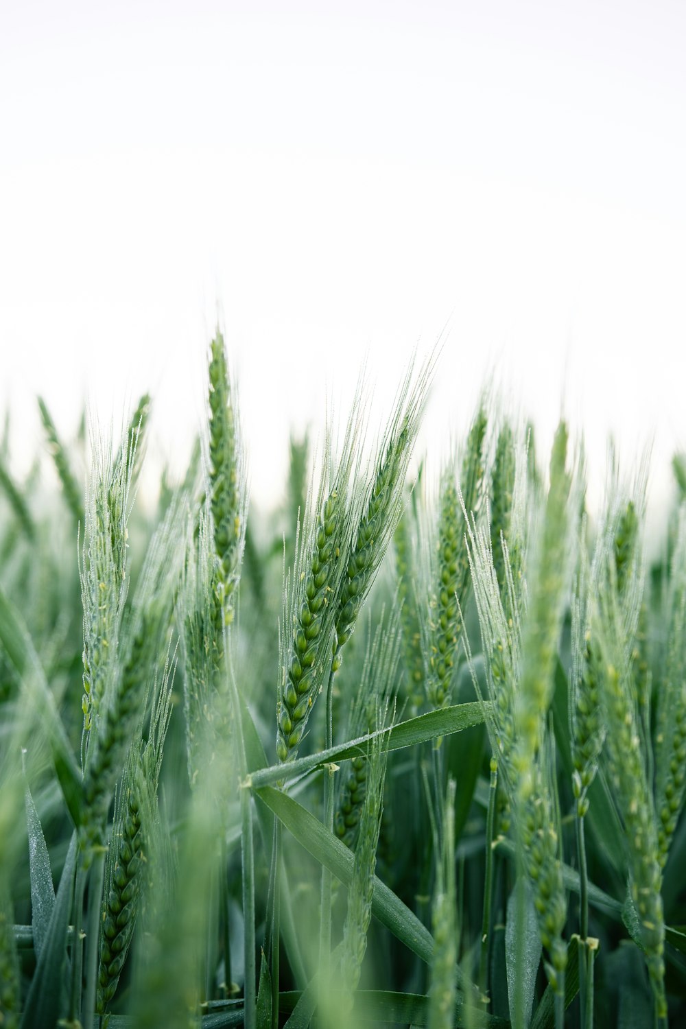 green wheat field during daytime