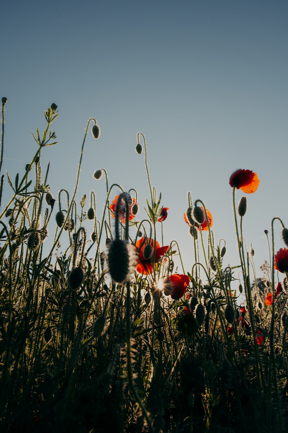 red flowers under blue sky during daytime