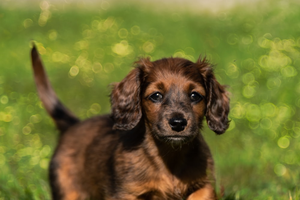 brown short coated dog on green grass field during daytime