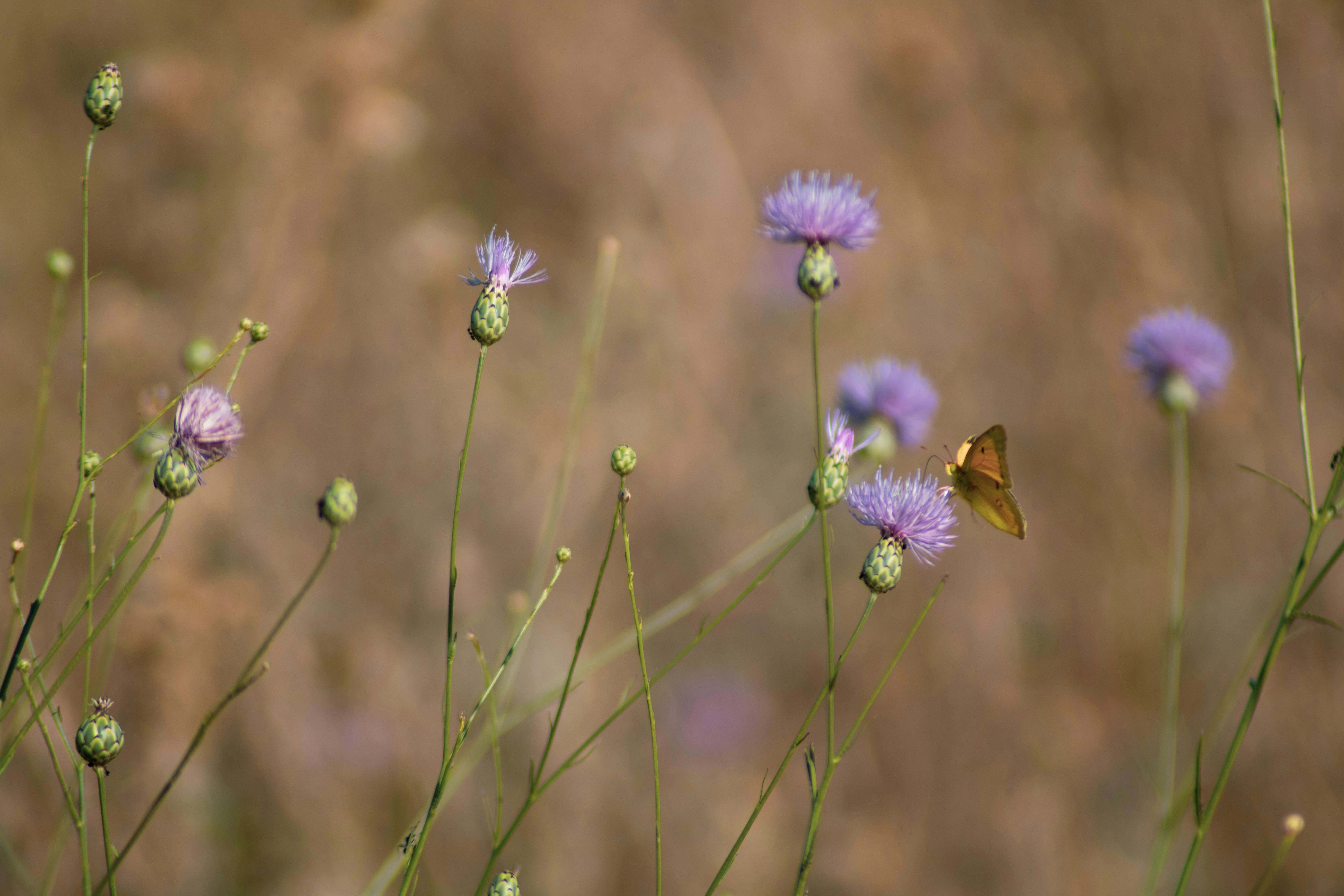 purple flower in tilt shift lens