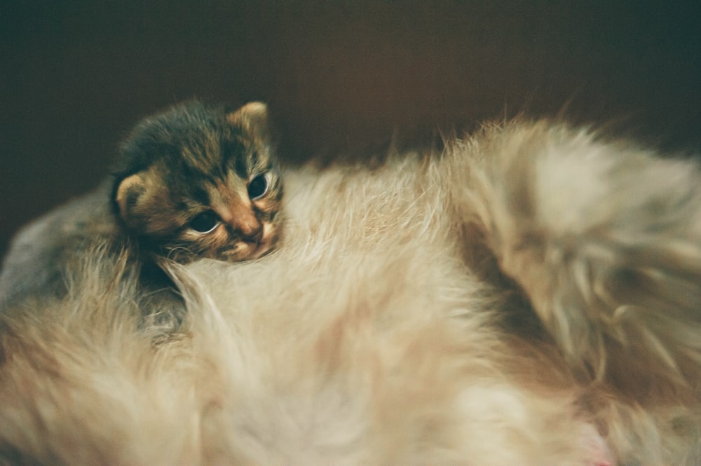 brown and black long fur cat