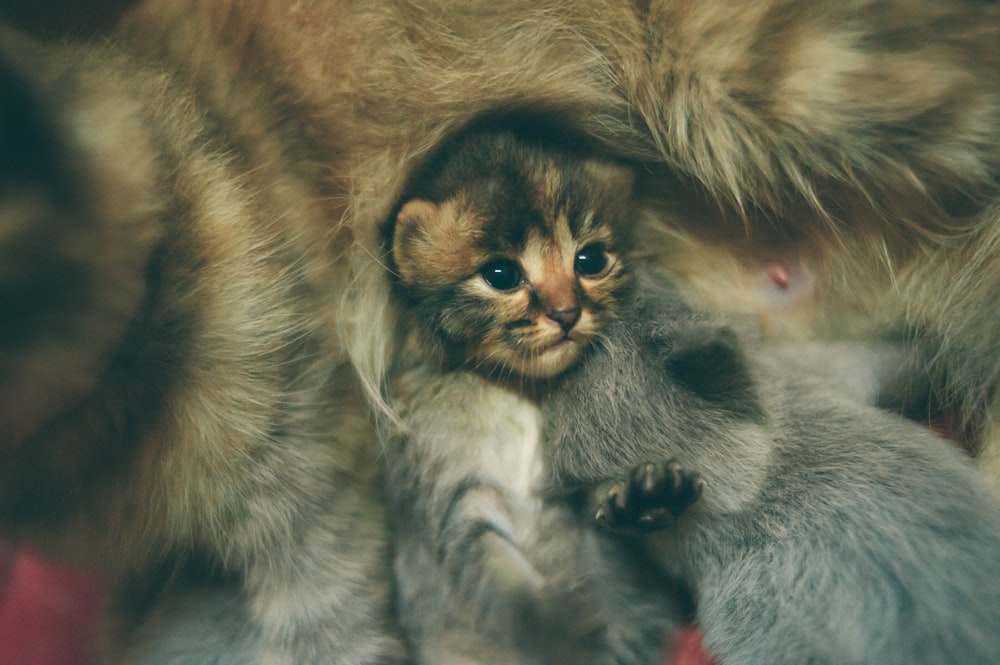brown tabby kitten on gray textile
