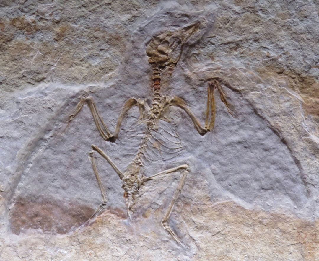 bird fossil