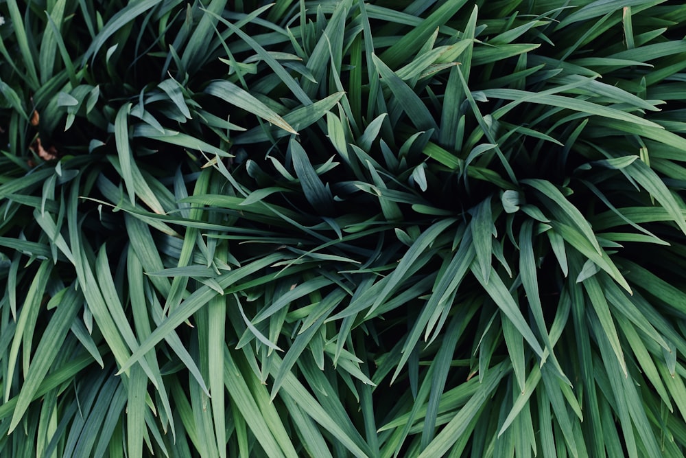 green leaves plant during daytime