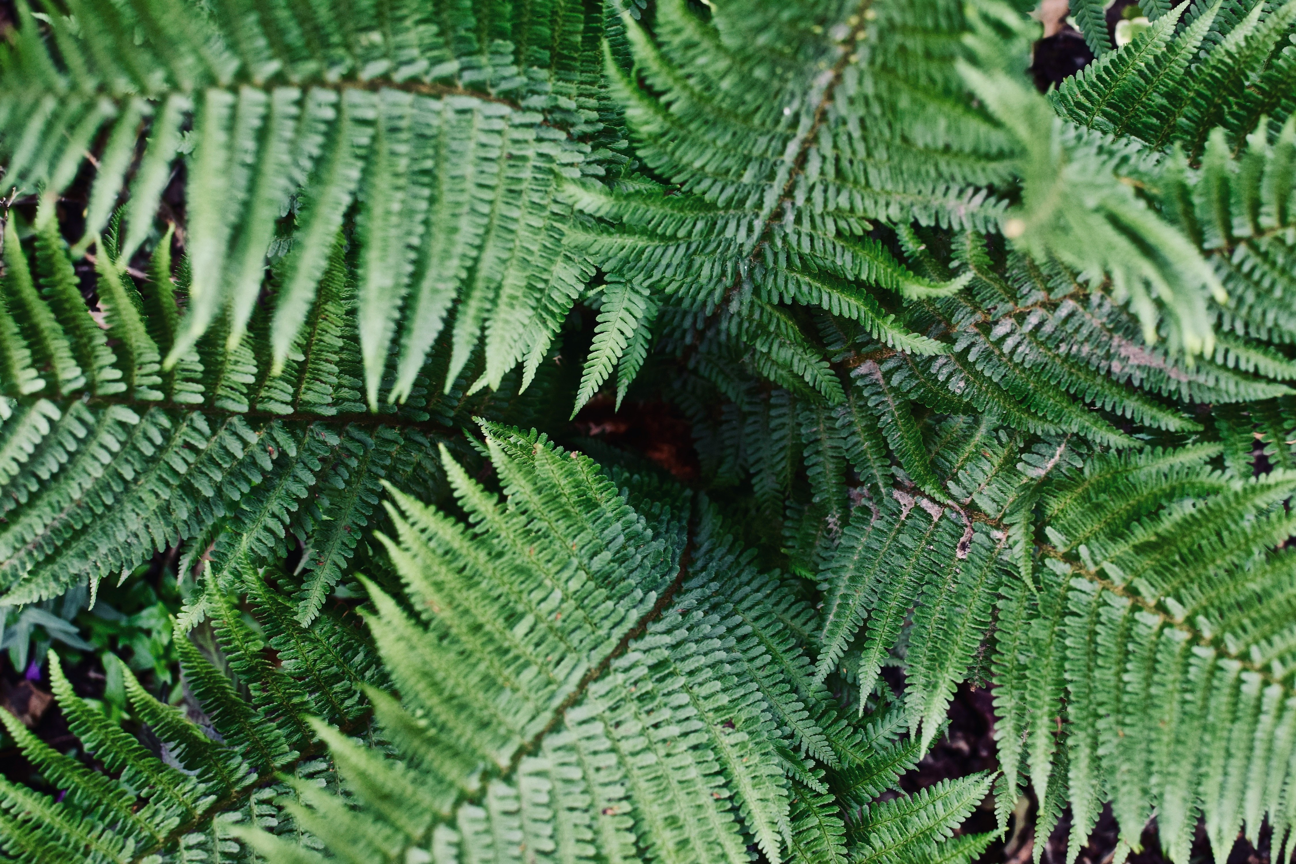 green fern plant in close up photography