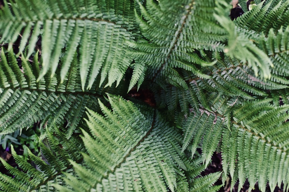 green fern plant in close up photography