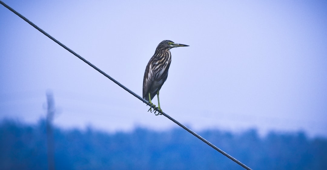 Wildlife photo spot Kadamakkudy Thuthiyoor