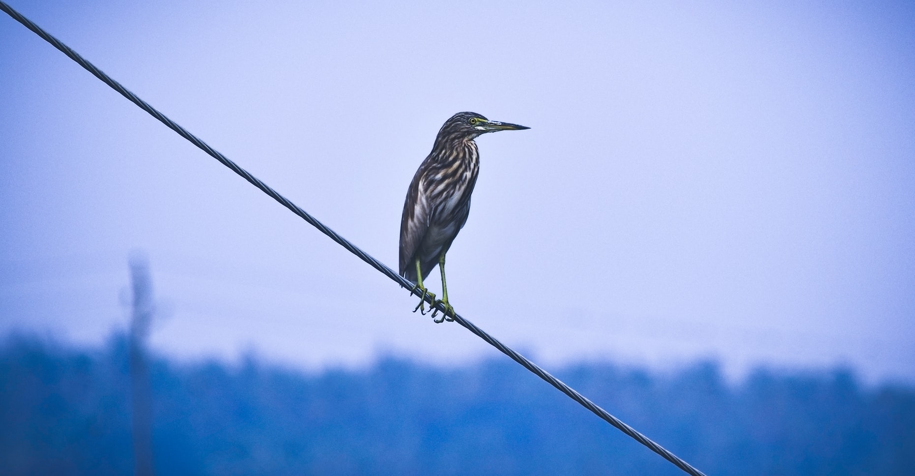 Migratory birds in Kumarakom