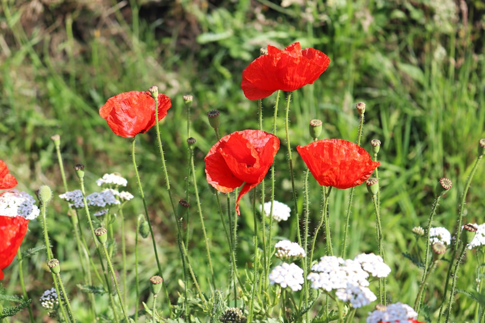 red flowers in tilt shift lens