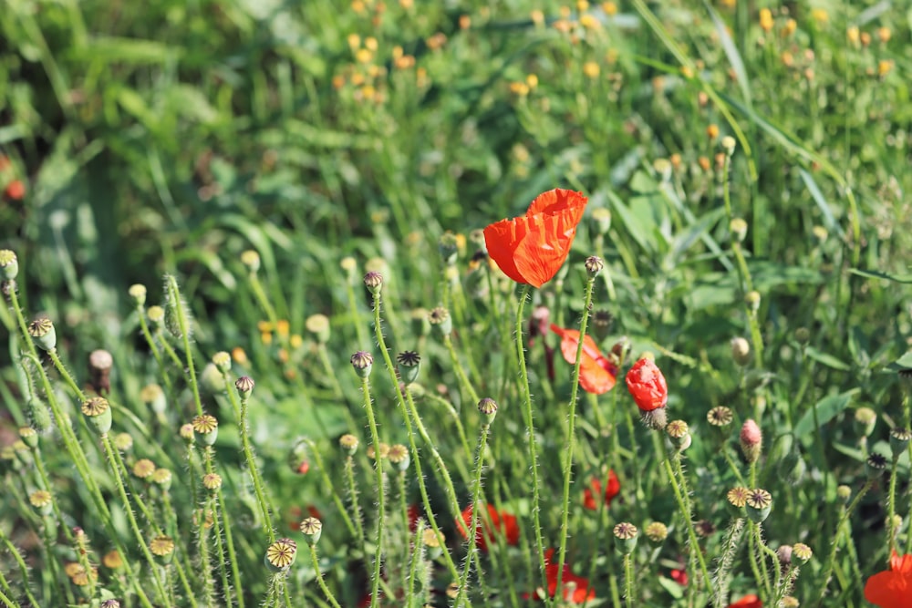 red flower in the middle of green grass field