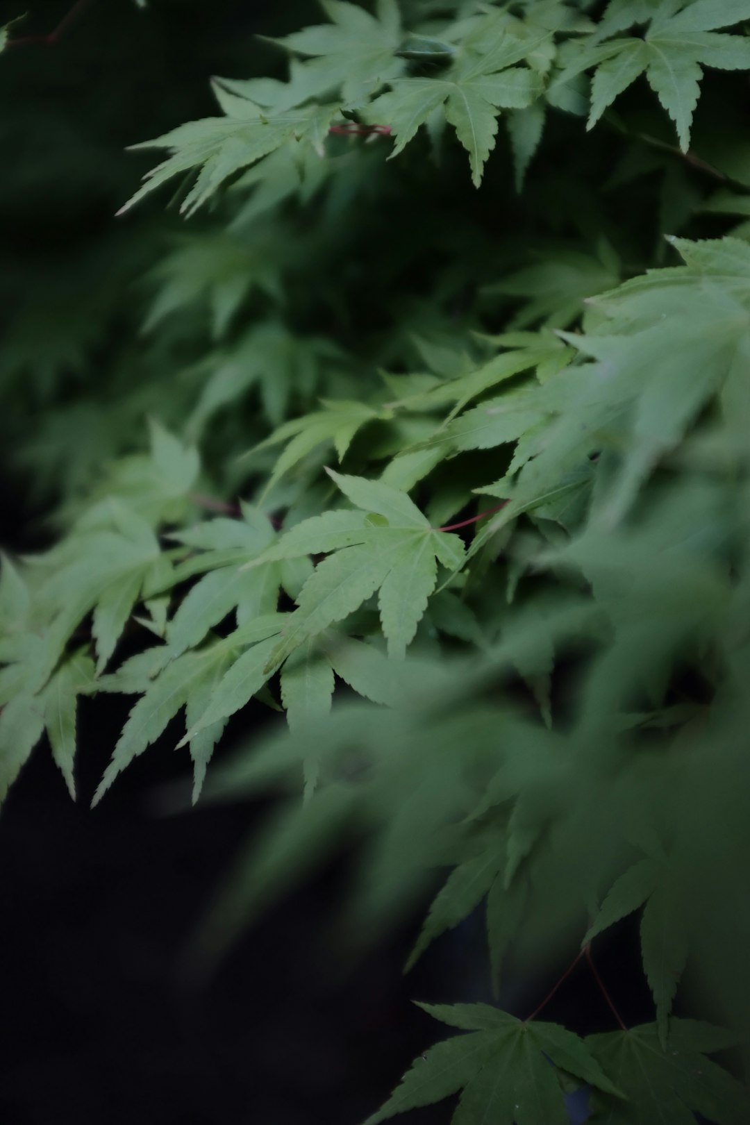 green leaves in black background