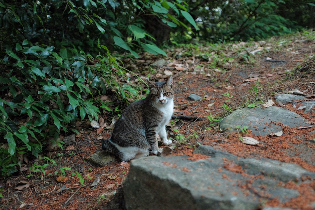 white and black cat on gray rock