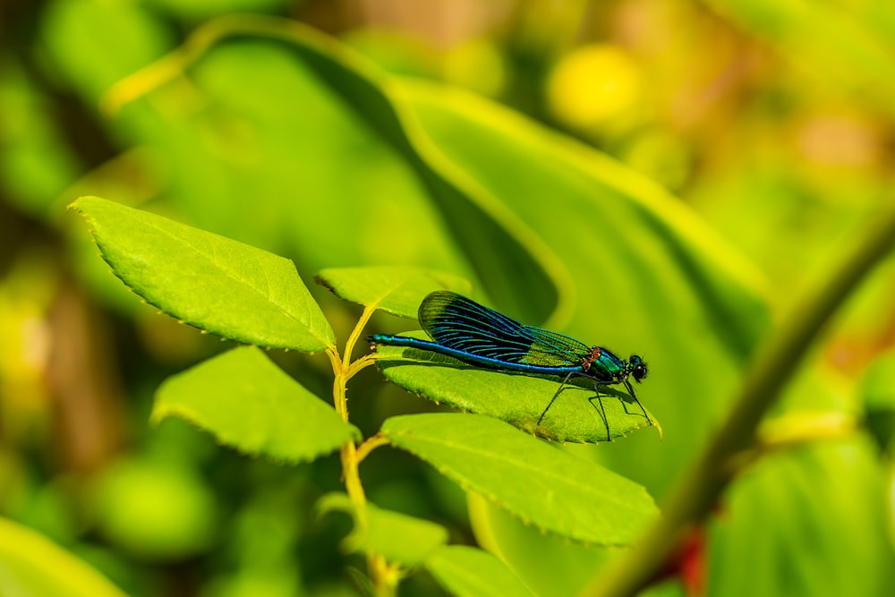 demoiselle bleue perchée sur une feuille verte en gros plan pendant la journée