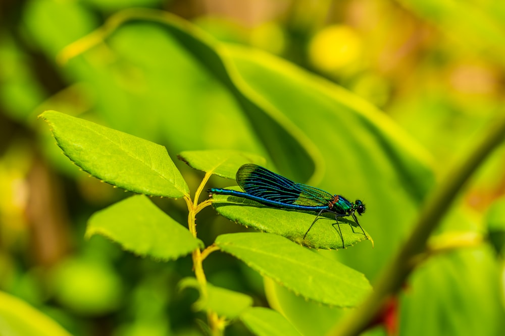 blue damselfly perched on green leaf in close up photography during daytime