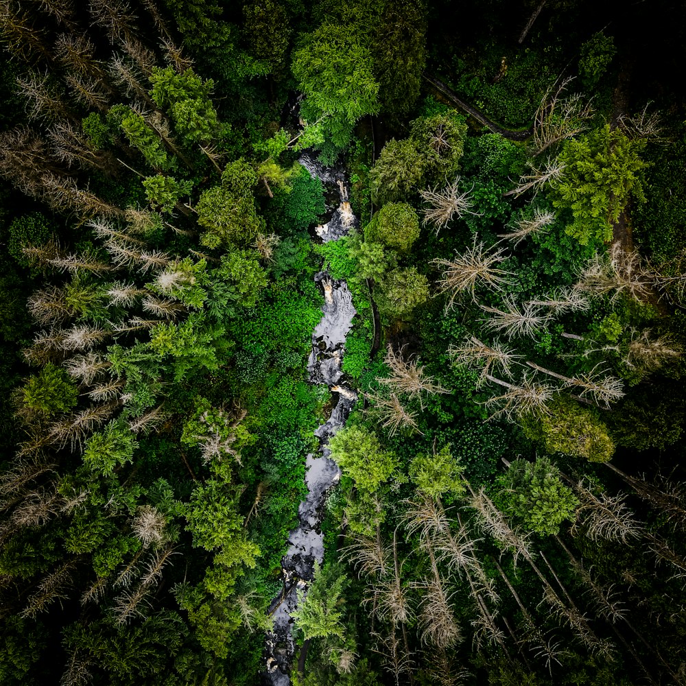 árvores e plantas verdes durante o dia