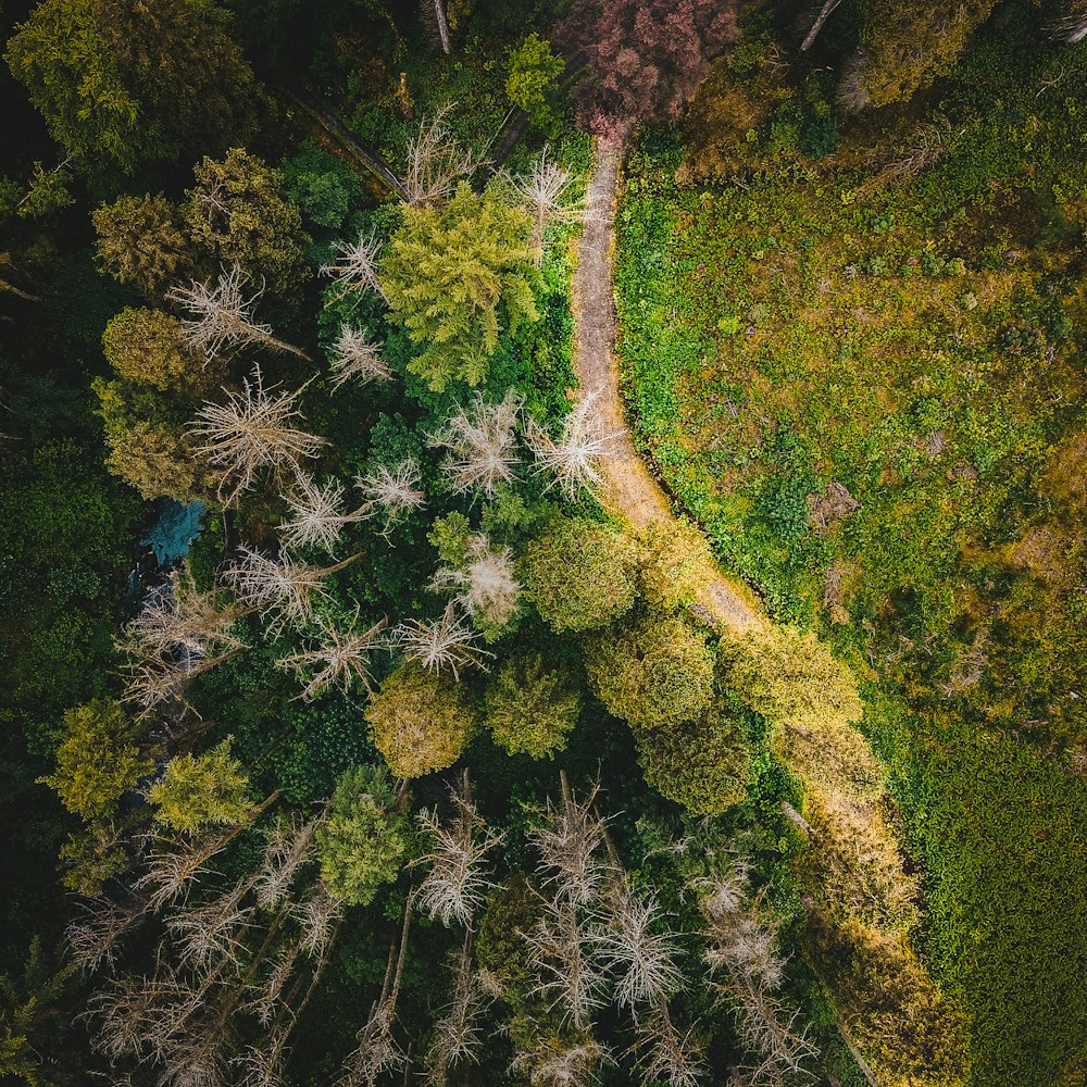 aerial view of green trees and plants