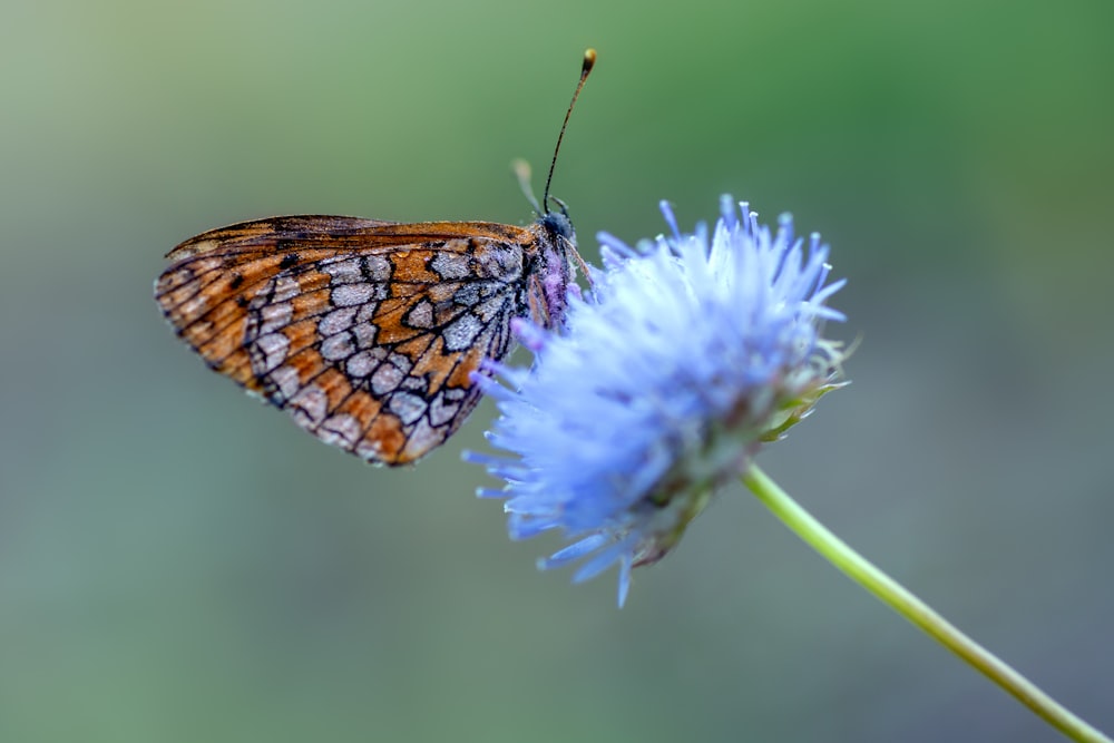 brown and black butterfly on purple flower