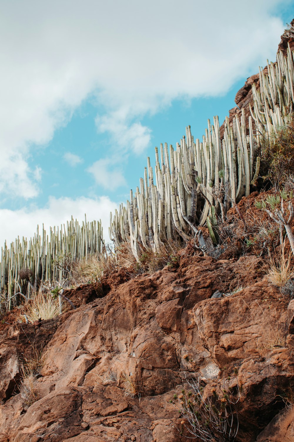 green plants on brown rocky mountain under blue sky during daytime